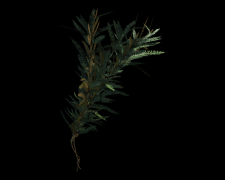 گیاه سبز